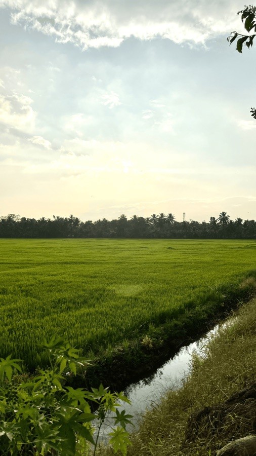 Green fields, quiet mornings